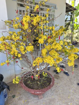 cây mai hồi tết